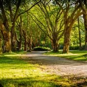 “Tiny forests”, los pop ups de la naturaleza en las grandes ciudades